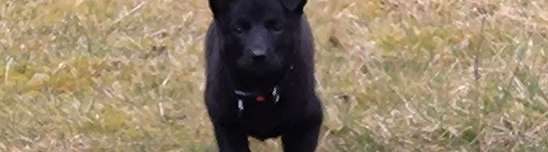 Amon springer på inkallning