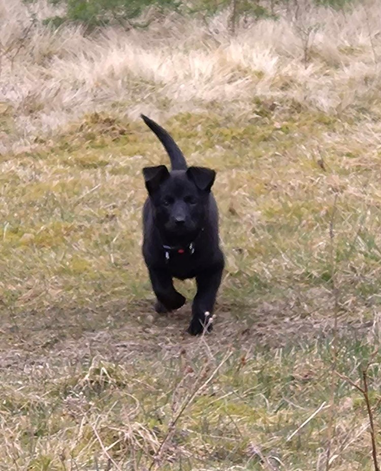 Amon springer på inkallning