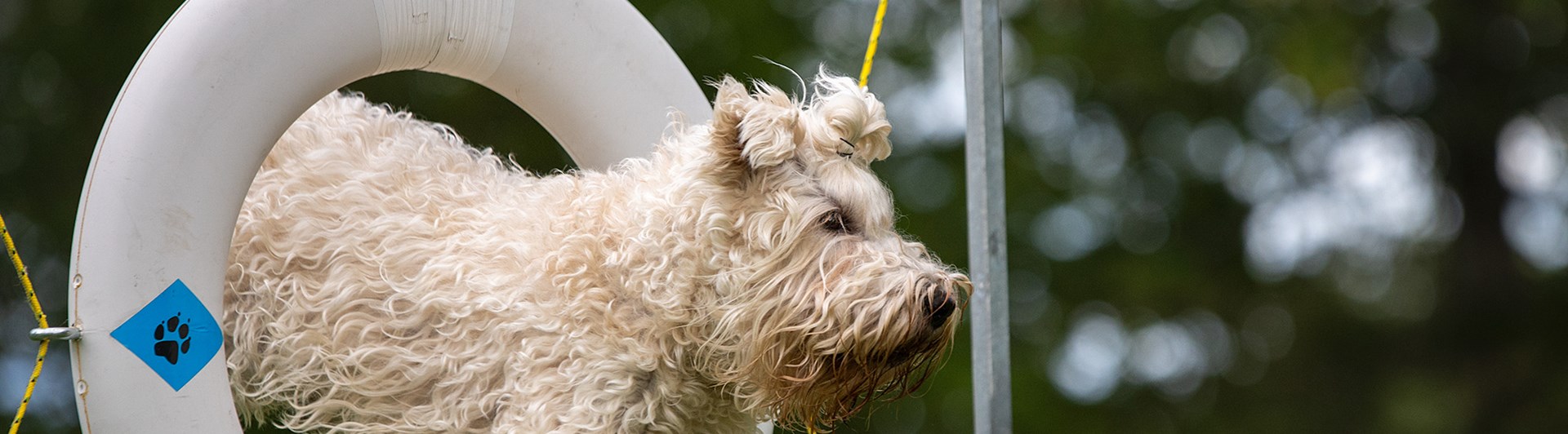 Wheatenterrier hoppar agilitydäck