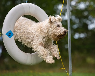 Wheatenterrier hoppar agilitydäck