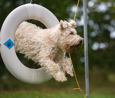 Wheatenterrier hoppar agilitydäck