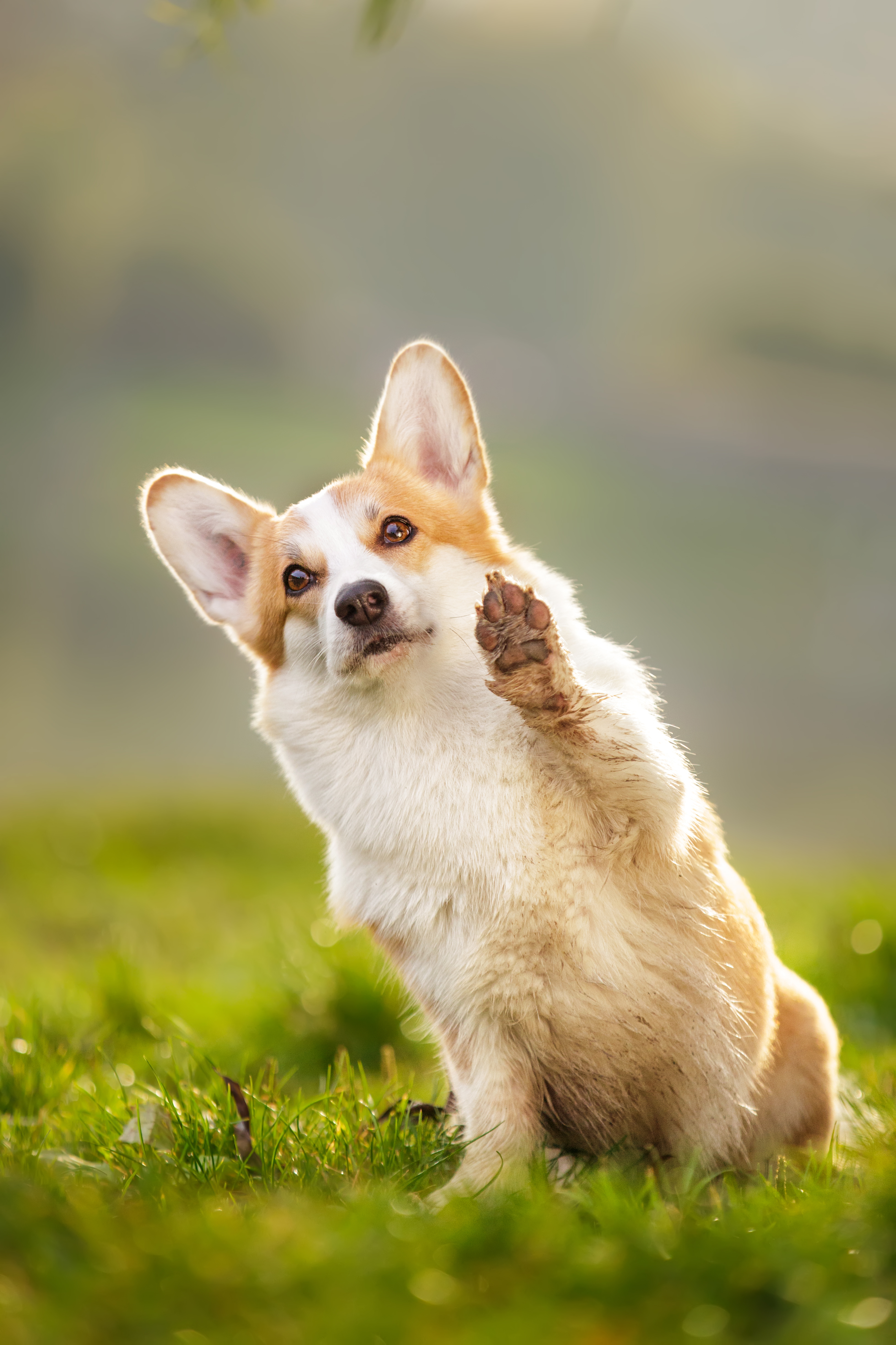 Welsh corgi pembroke som gör "high five"