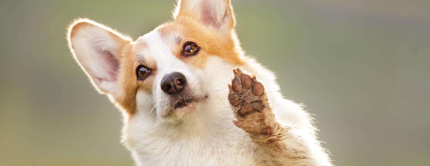 Welsh corgi pembroke som gör "high five"