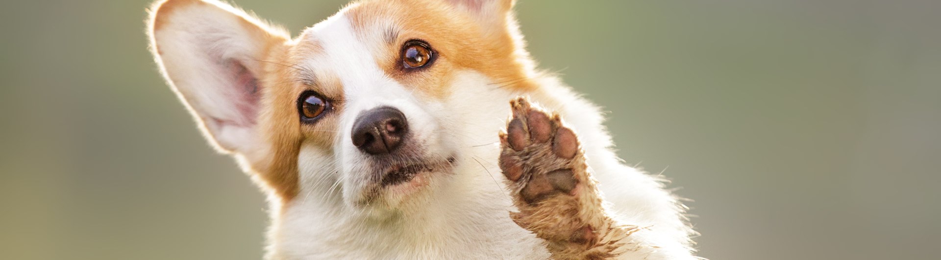 Welsh corgi pembroke som gör "high five"