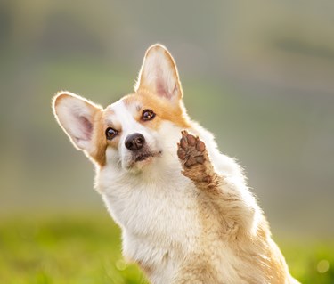 Welsh corgi pembroke som gör "high five"