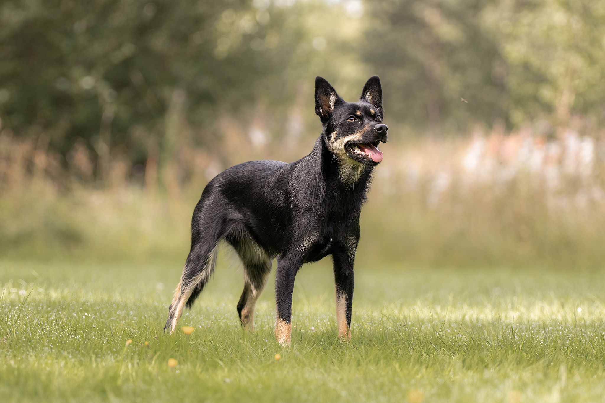 Hund stående åt höger