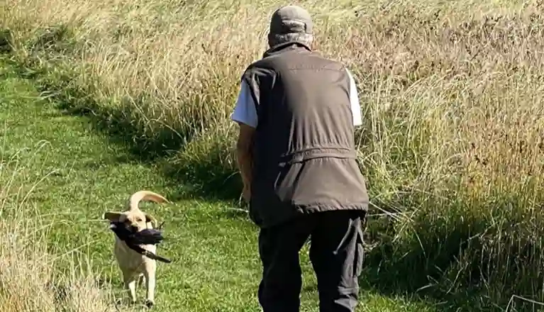 En hundförare som tränar jaktapportering med sin hund.