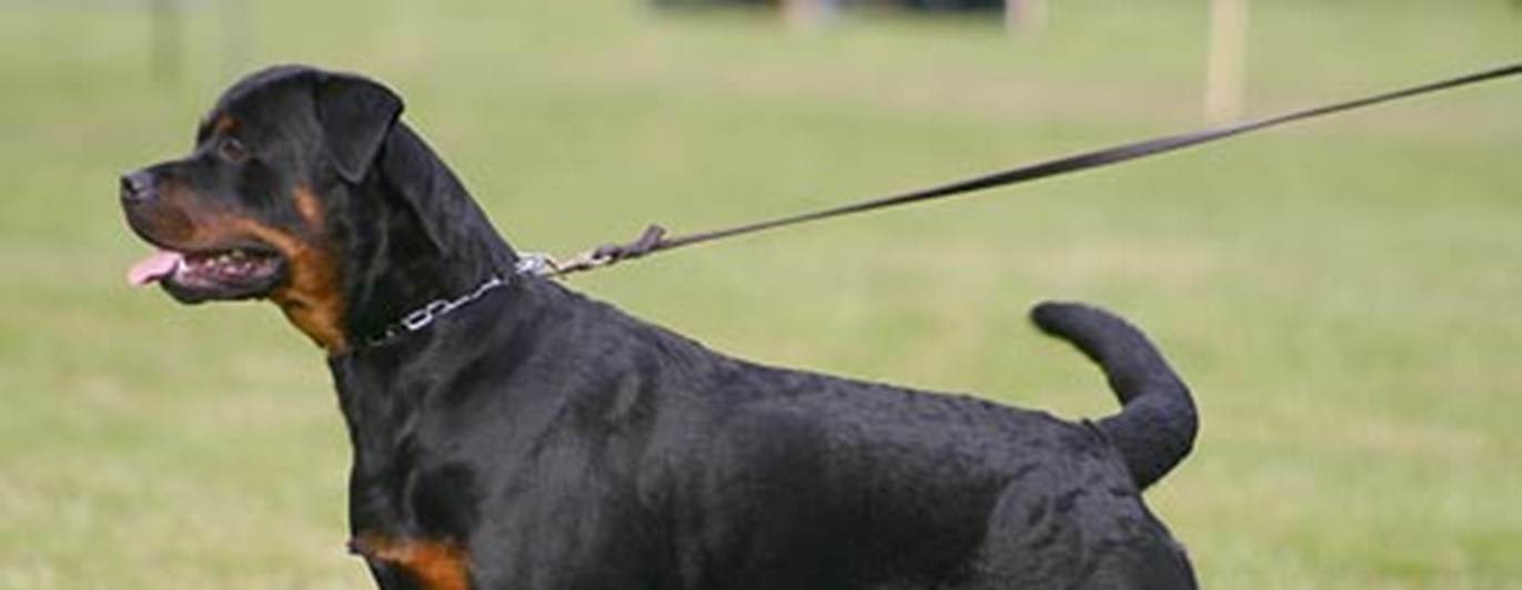 Rottweiler uppställd