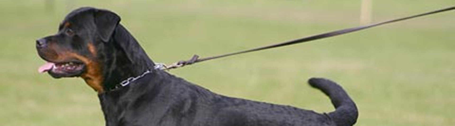 Rottweiler uppställd