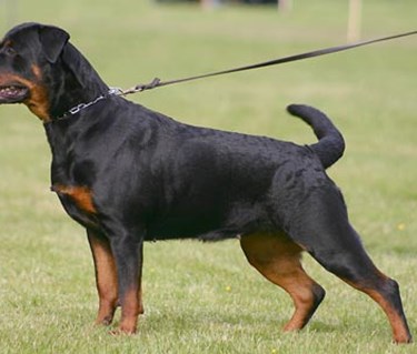 Rottweiler uppställd
