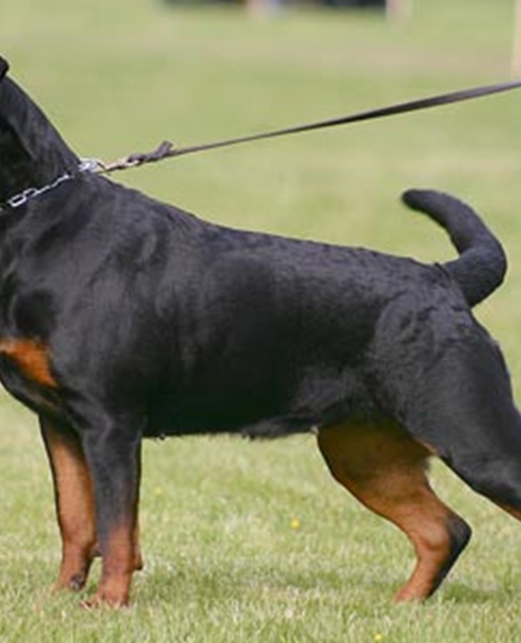 Rottweiler uppställd