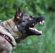 Hund som skäller och visar sina tänder