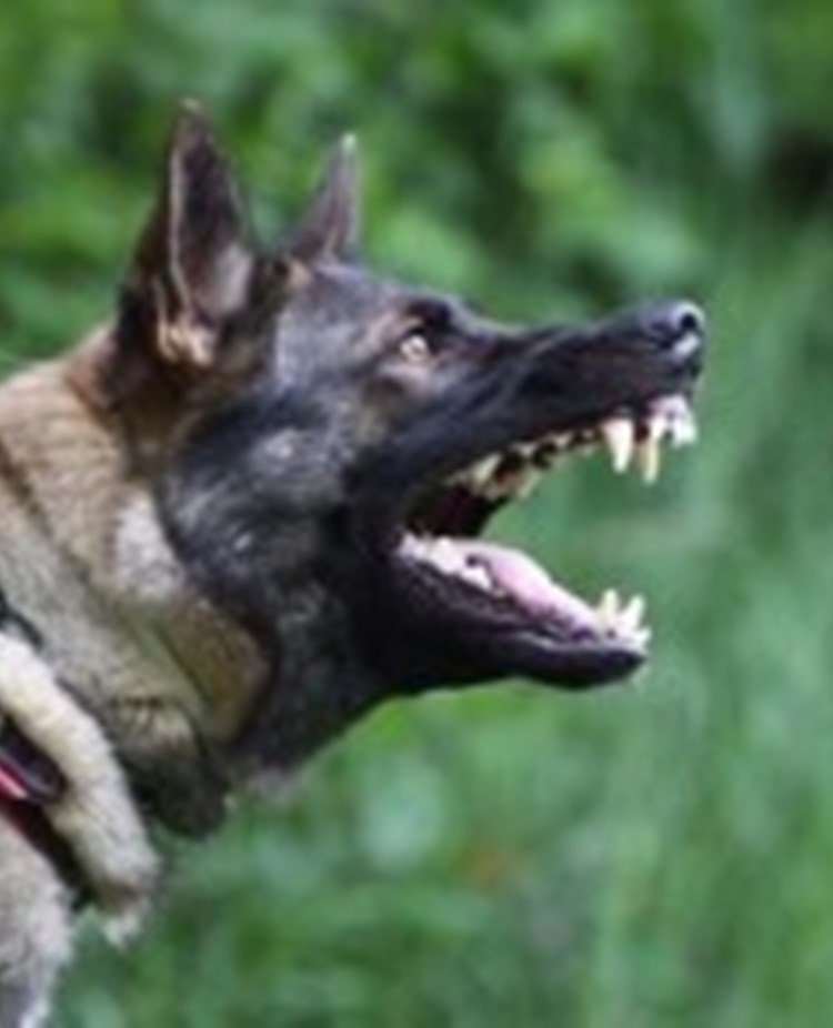 Hund som skäller och visar sina tänder