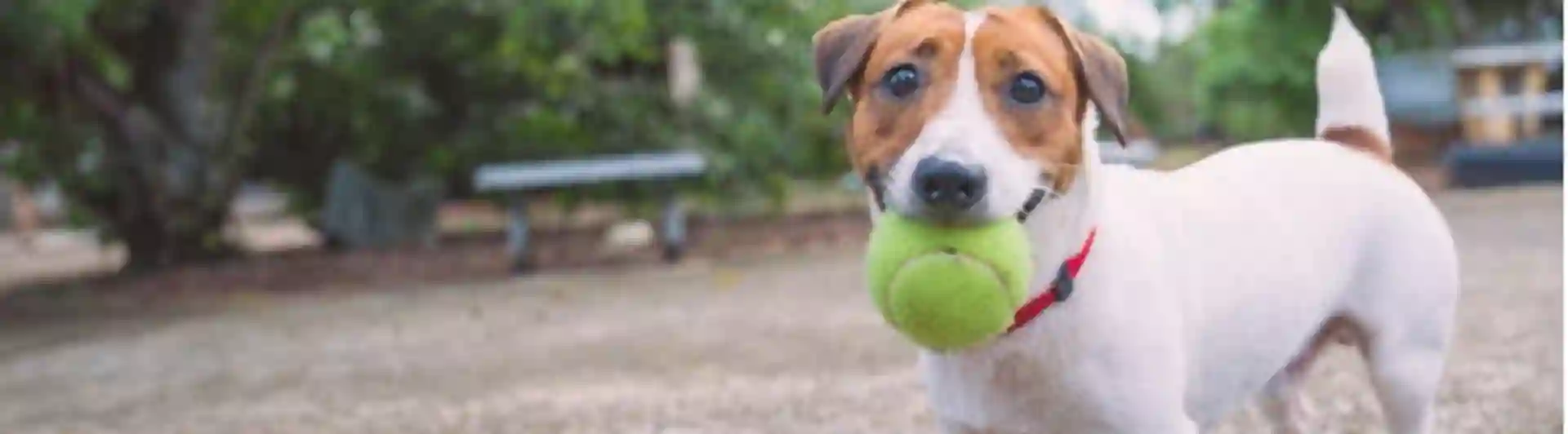 hund med boll