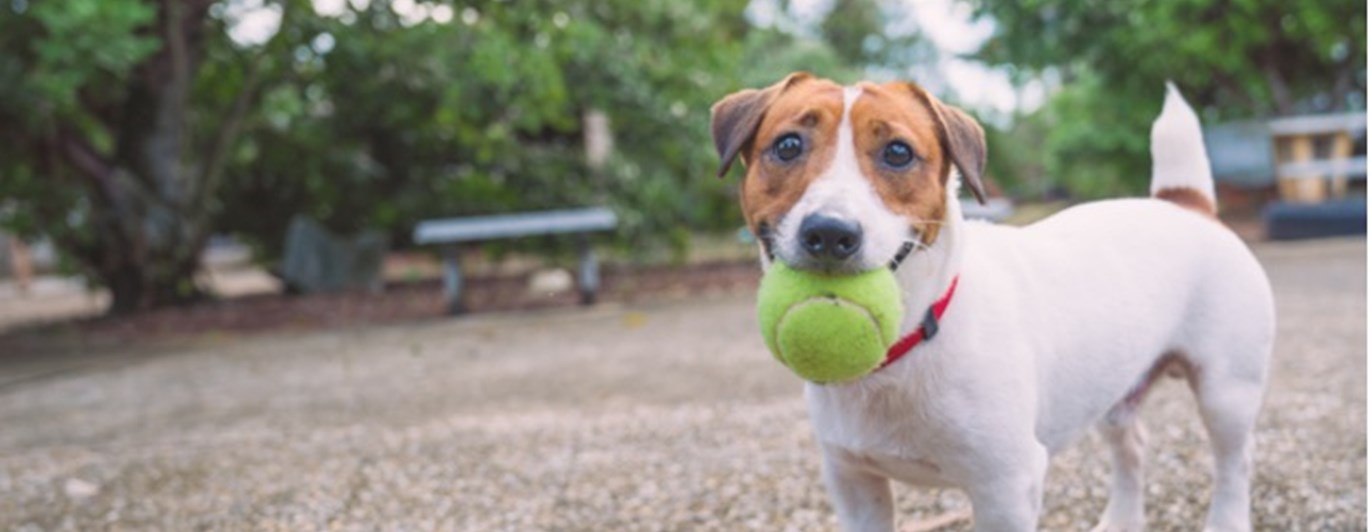 hund med boll