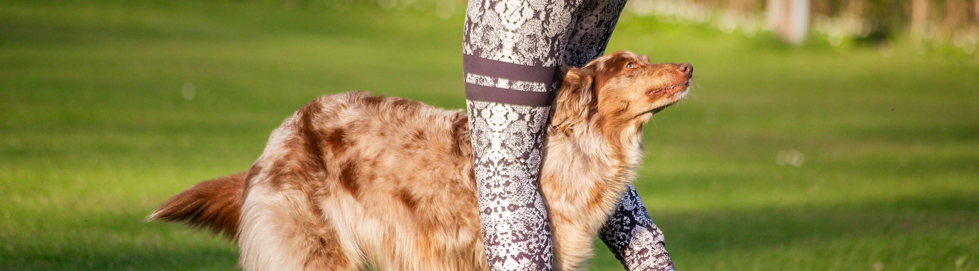 Ljusbrun hund går mellan sin människas ben.