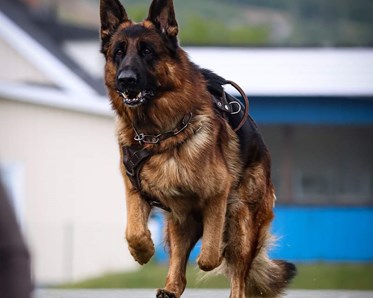 Schäfer springer framåt