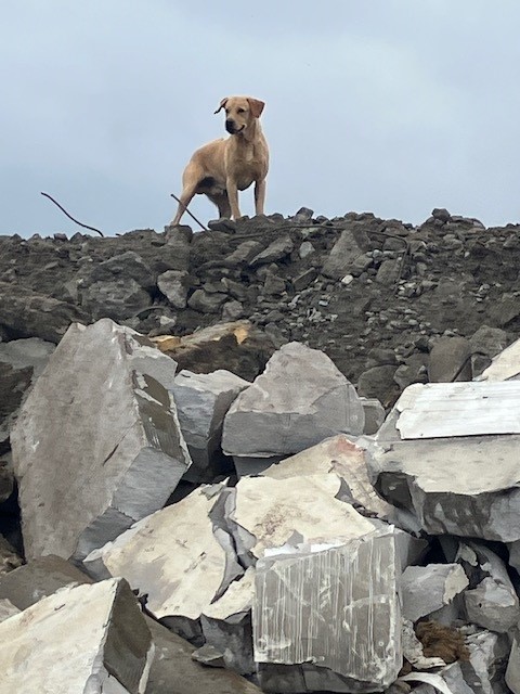 Labrador retriever som står uppe på rasmassor under SM 2025 i hundsporten Search and Rescue.
