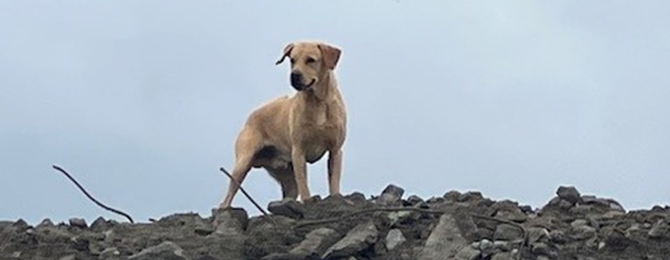 Labrador retriever som står uppe på rasmassor under SM 2025 i hundsporten Search and Rescue.