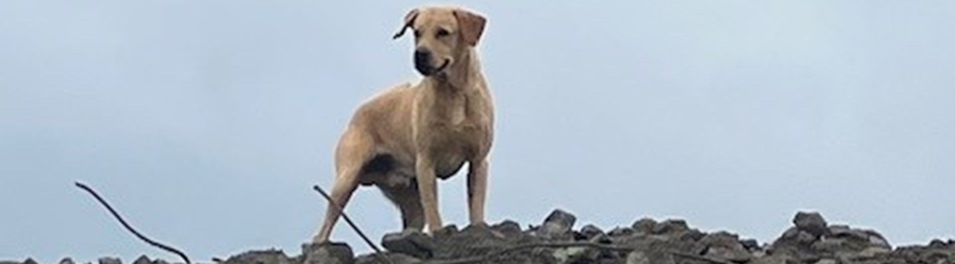 Labrador retriever som står uppe på rasmassor under SM 2025 i hundsporten Search and Rescue.