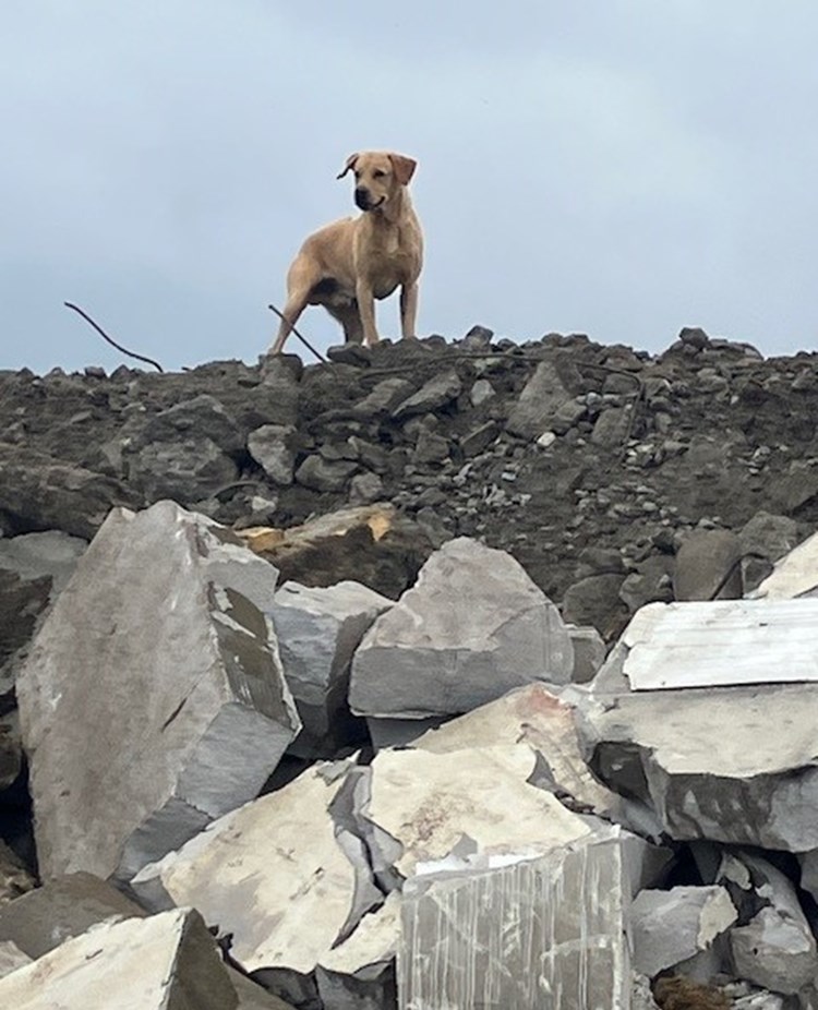 Labrador retriever som står uppe på rasmassor under SM 2025 i hundsporten Search and Rescue.