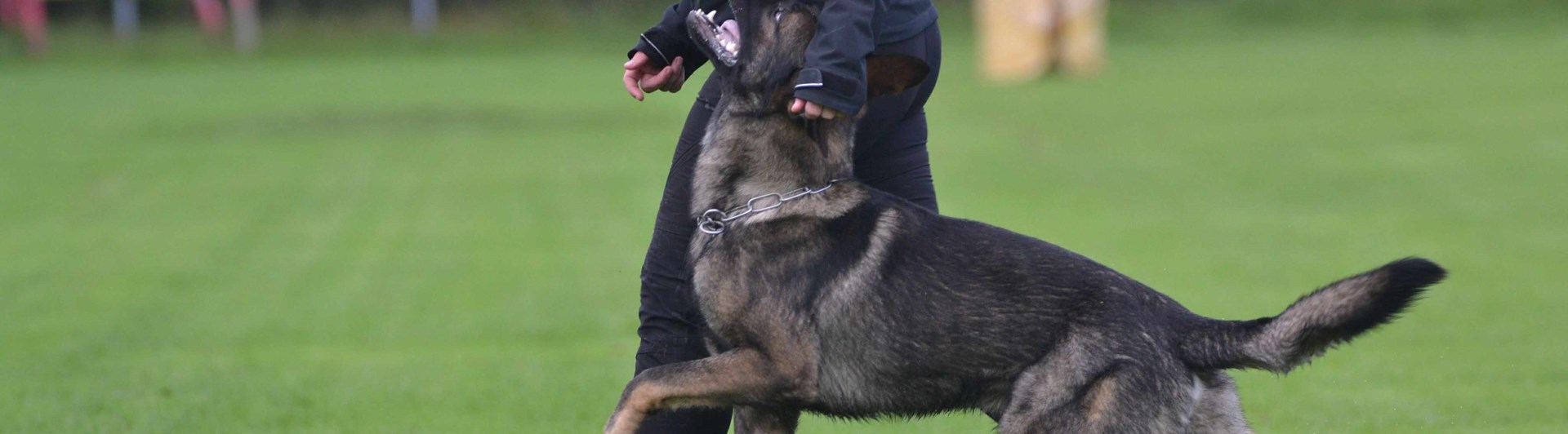 Schäfer som går fot bredvid sin förare.