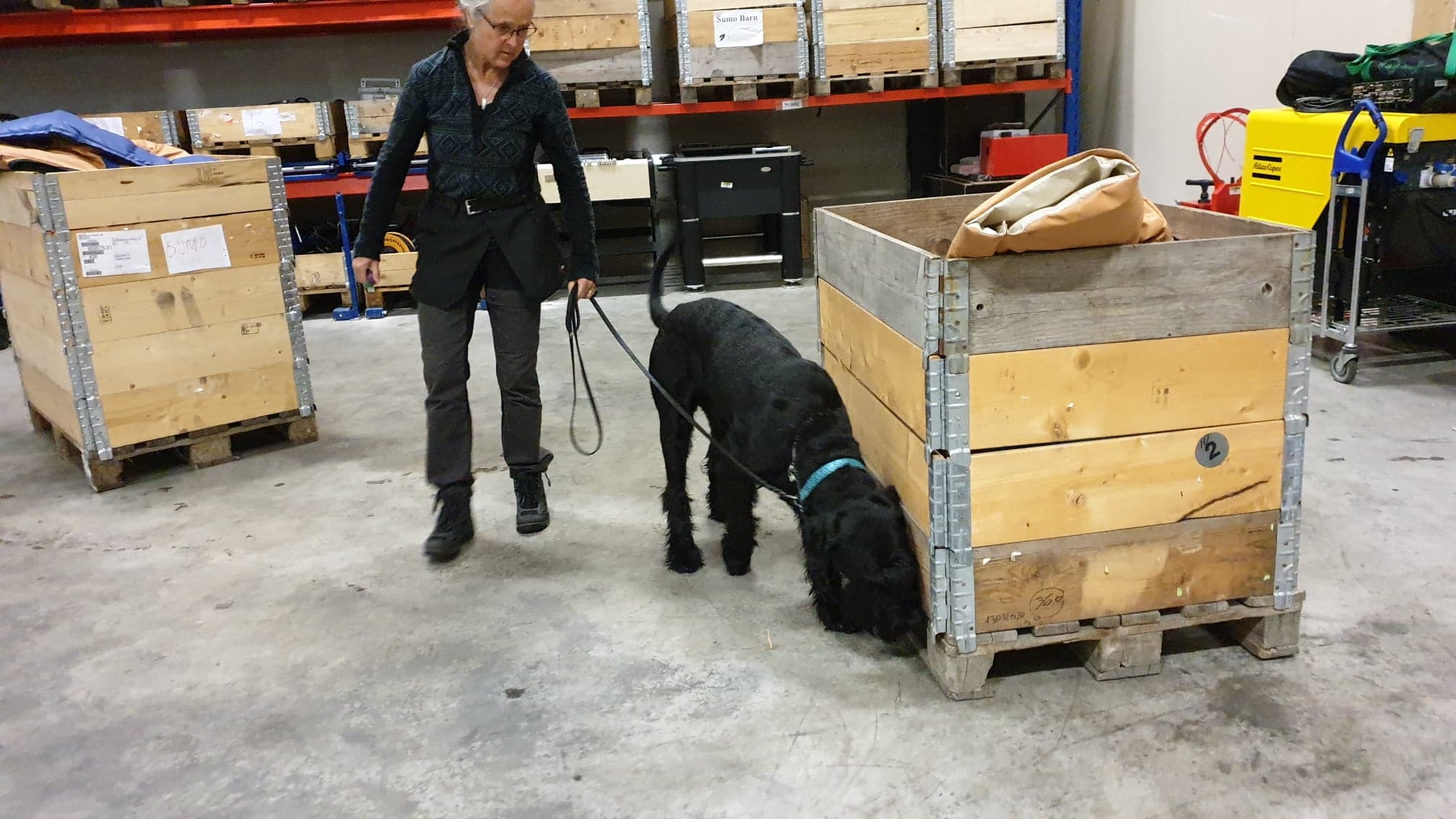 Riesenschnauzer som söker bland pallkragar på ett lager