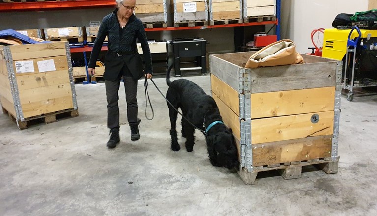 Riesenschnauzer som söker bland pallkragar på ett lager