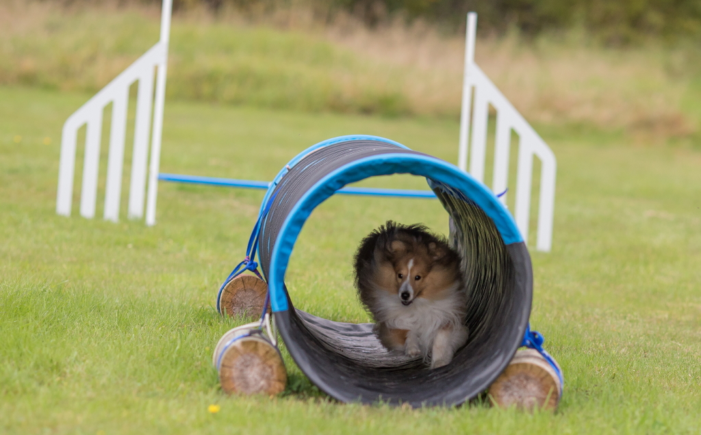 Agilityträning med liten hund