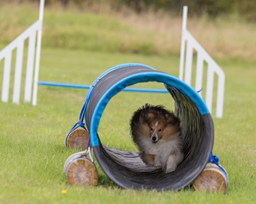 Agilityträning med liten hund