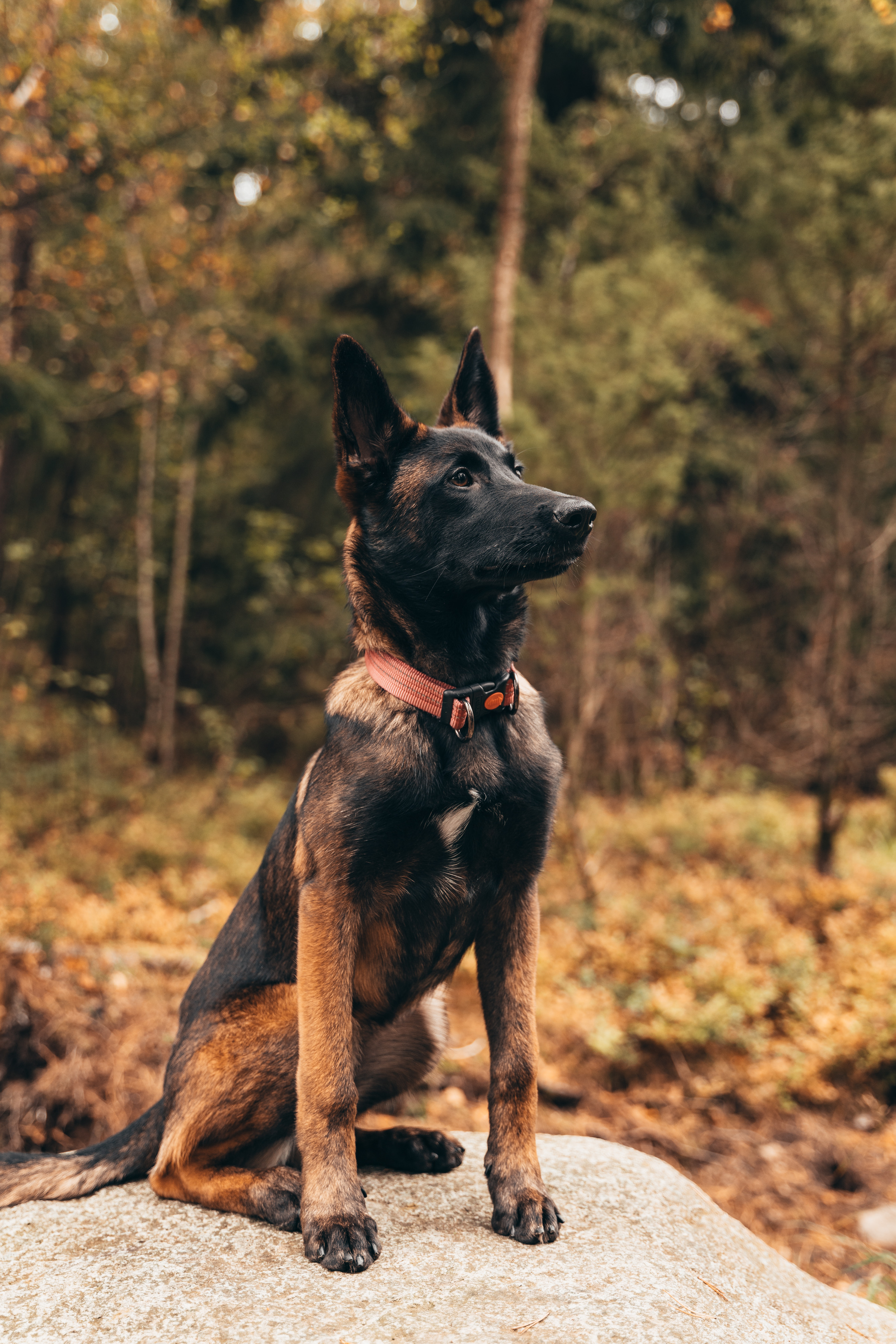 Bild på en mallevalp sittande på en sten