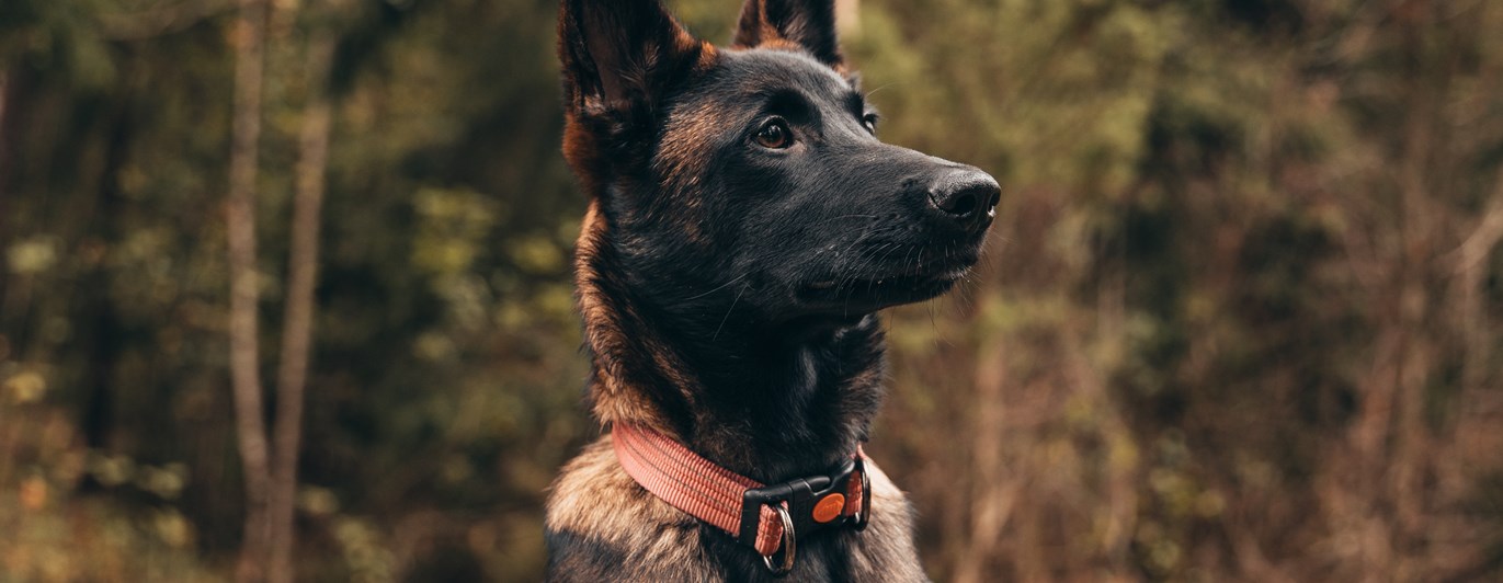 Bild på en mallevalp sittande på en sten