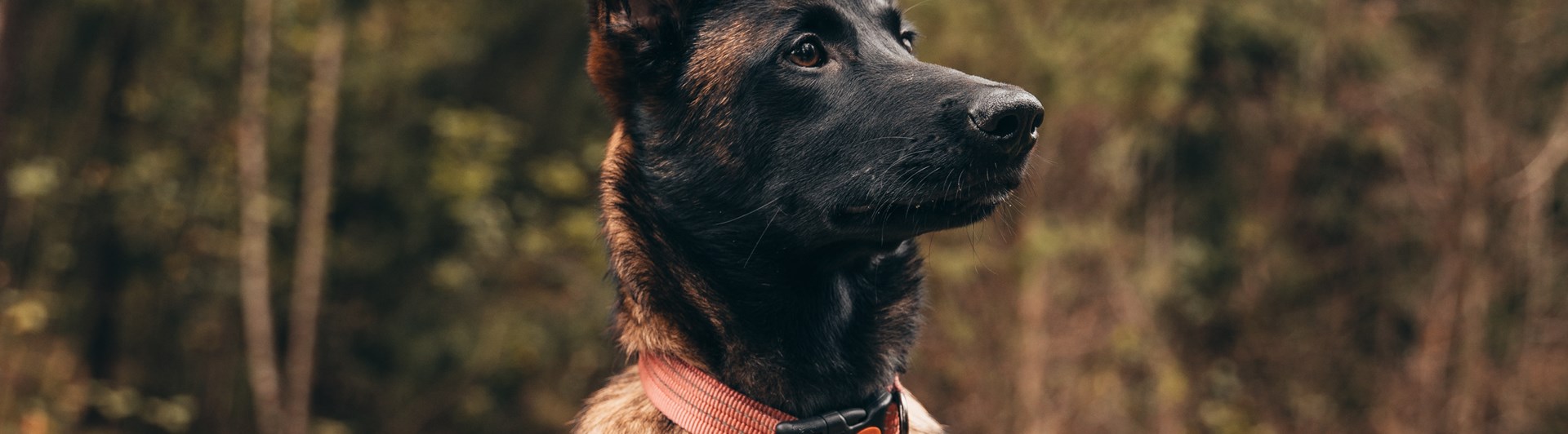 Bild på en mallevalp sittande på en sten