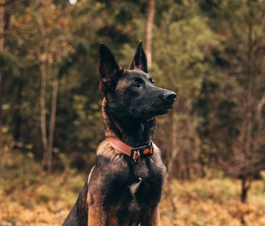 Bild på en mallevalp sittande på en sten