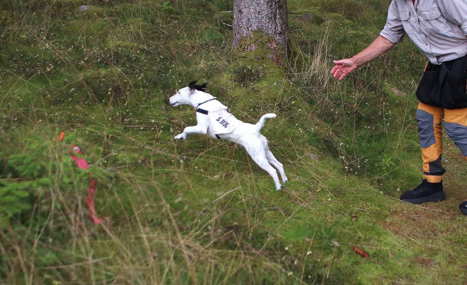 Vit foxterrier skickas ut i full fart på ett personsök i skogen, ägaren visar med handsignal.