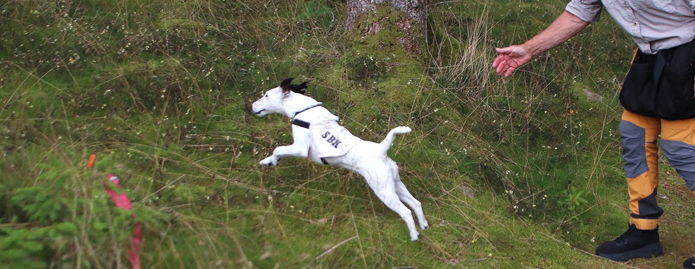 Vit foxterrier skickas ut i full fart på ett personsök i skogen, ägaren visar med handsignal.