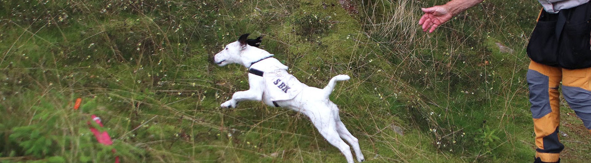 Vit foxterrier skickas ut i full fart på ett personsök i skogen, ägaren visar med handsignal.