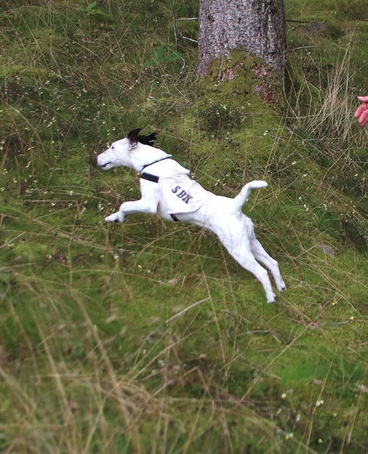 Vit foxterrier skickas ut i full fart på ett personsök i skogen, ägaren visar med handsignal.