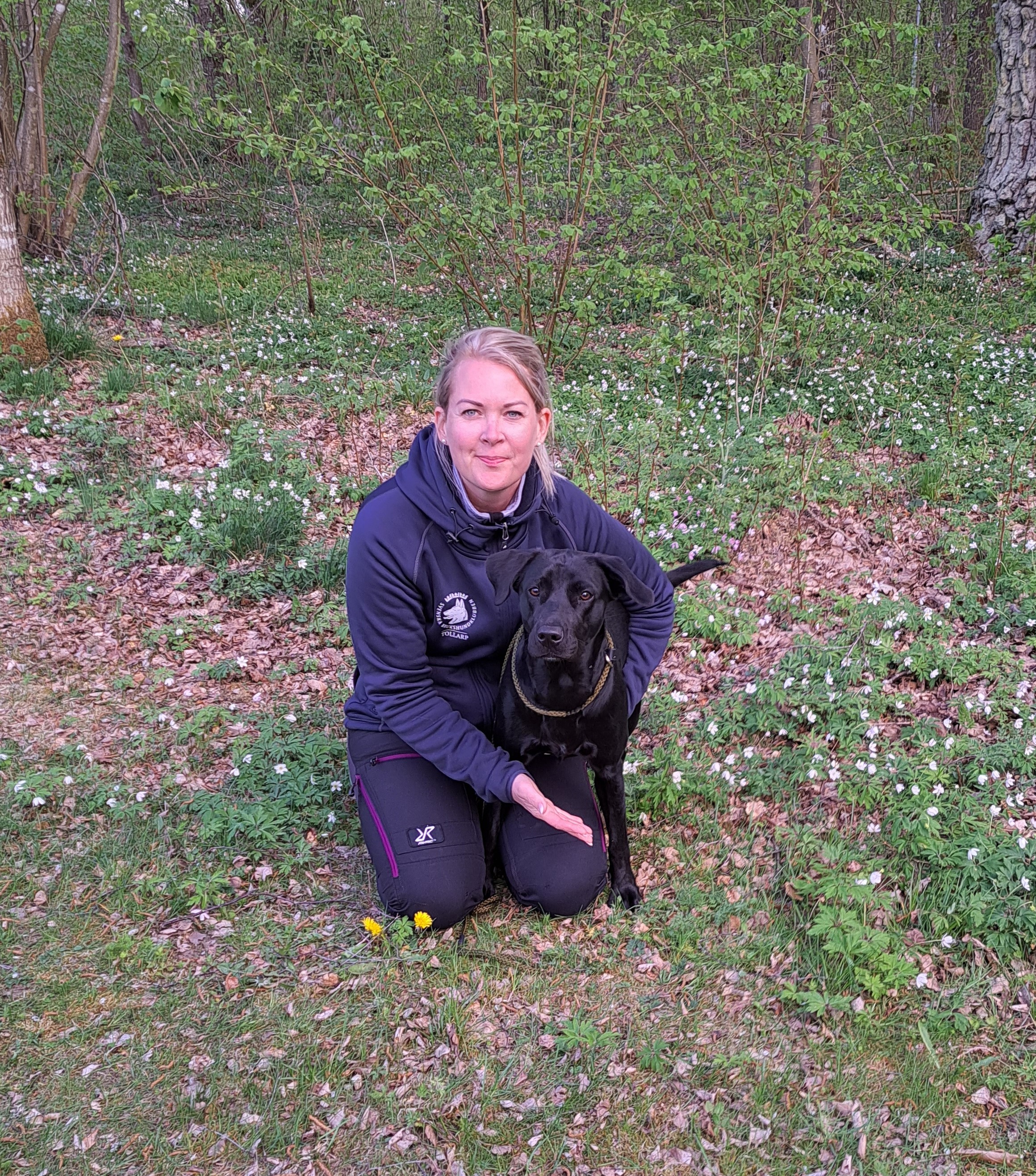 Svart labrador med förare