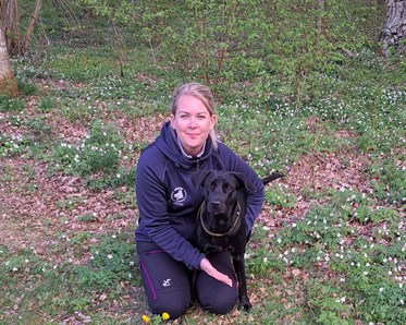 Svart labrador med förare