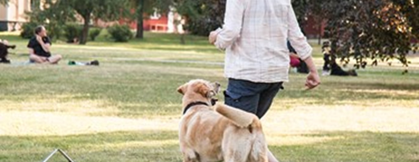 en förare med hund som tränar rallylydnad.