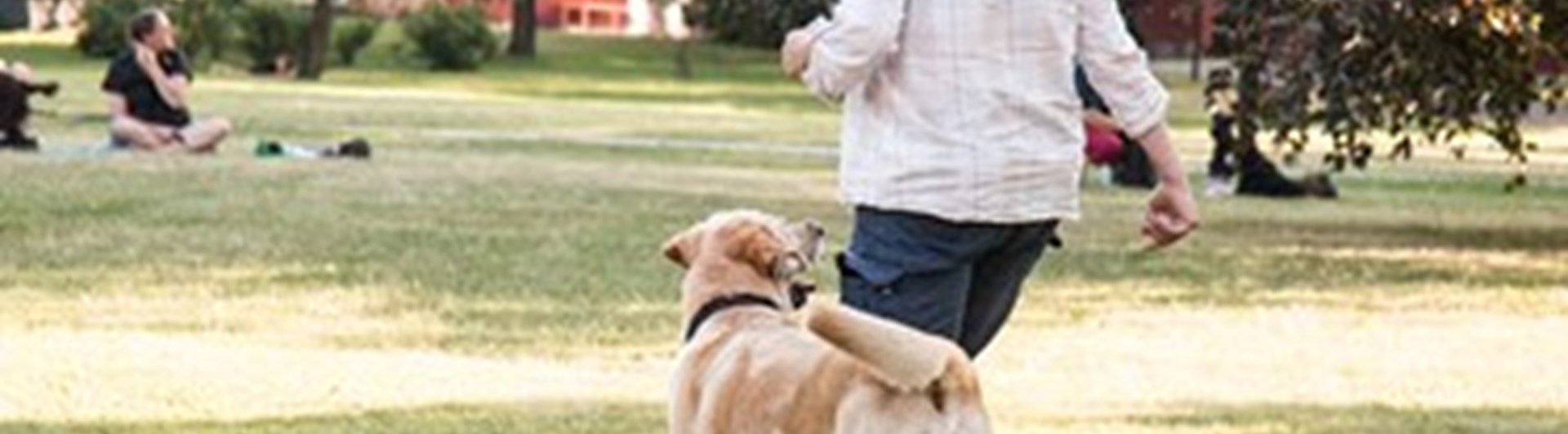 en förare med hund som tränar rallylydnad.