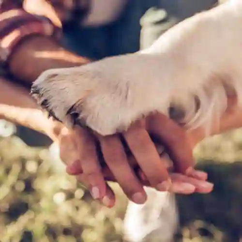 Händer och en hundtass som är sträckta mot varandra.