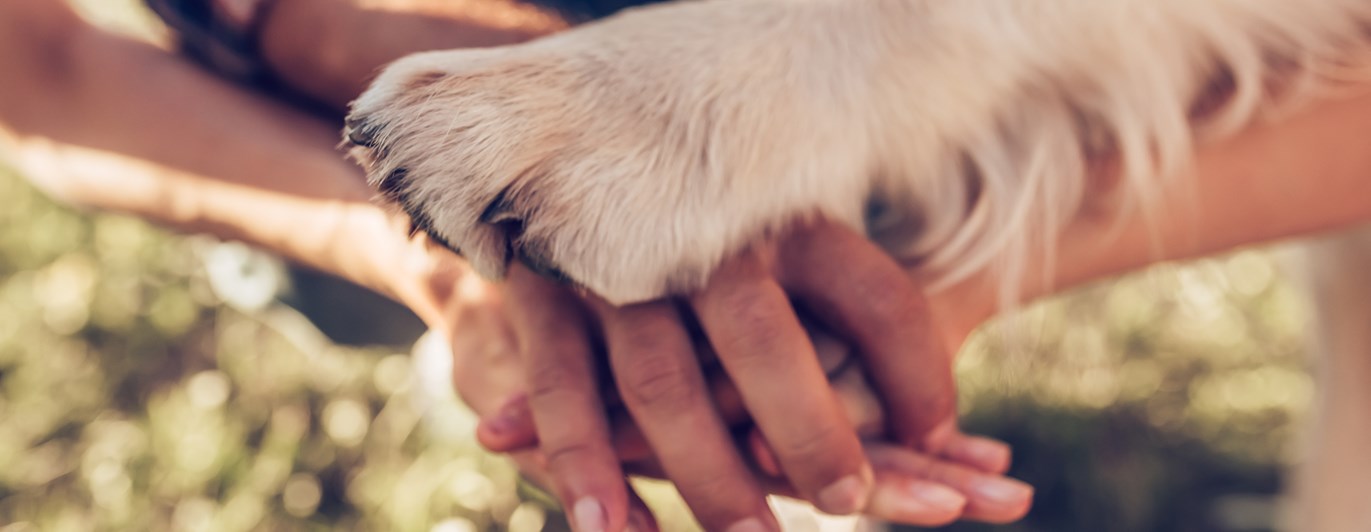 Händer och en hundtass som är sträckta mot varandra.