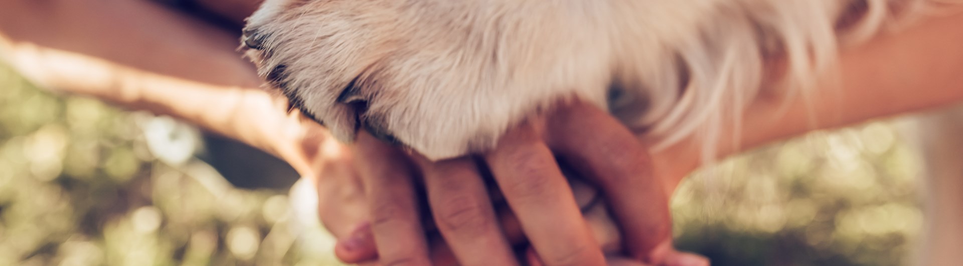 Händer och en hundtass som är sträckta mot varandra.