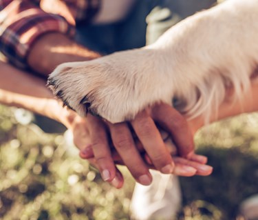 Händer och en hundtass som är sträckta mot varandra.