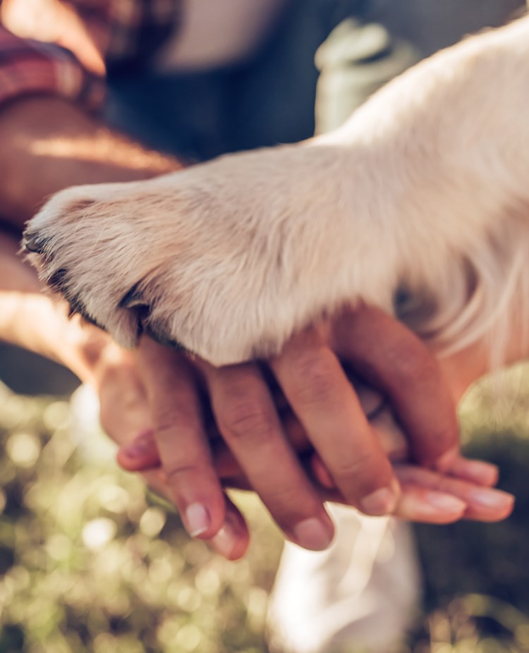 Händer och en hundtass som är sträckta mot varandra.