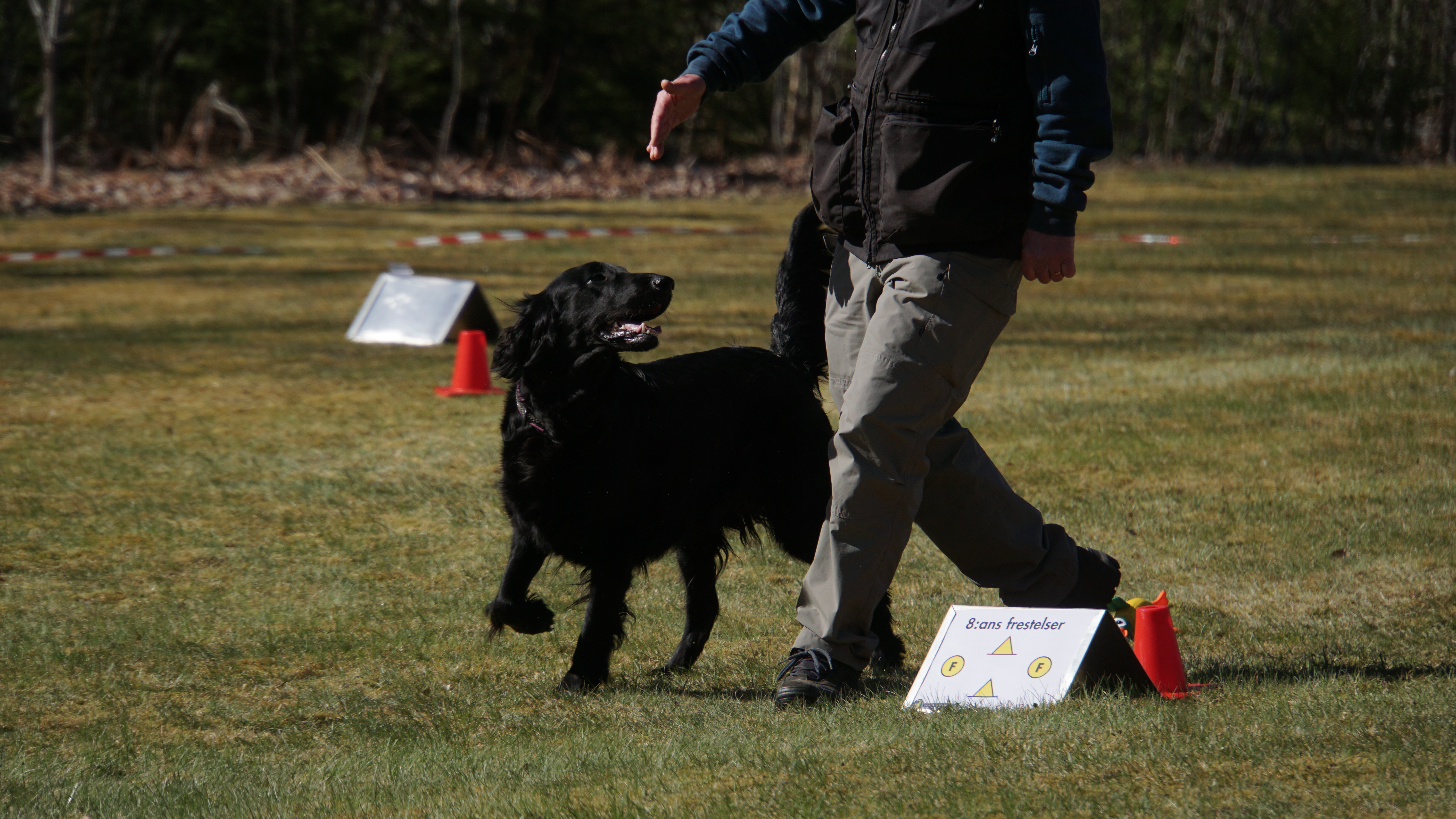 Flatcoated retriver i rallylydnad