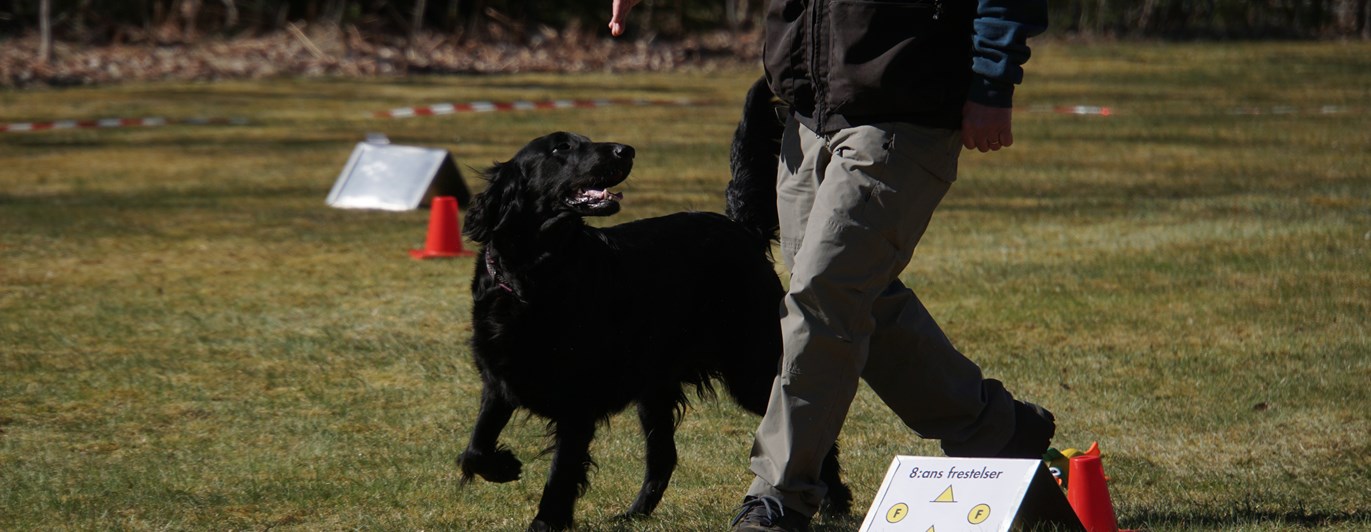Flatcoated retriver i rallylydnad