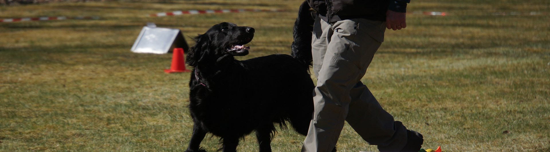 Flatcoated retriver i rallylydnad